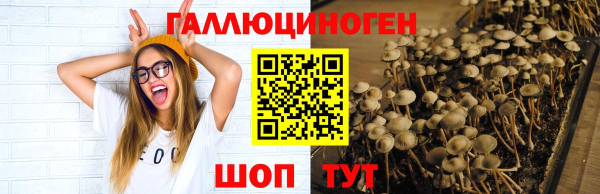 Псилоцибиновые грибы Cubensis  Вход с VPN  Острогожск 